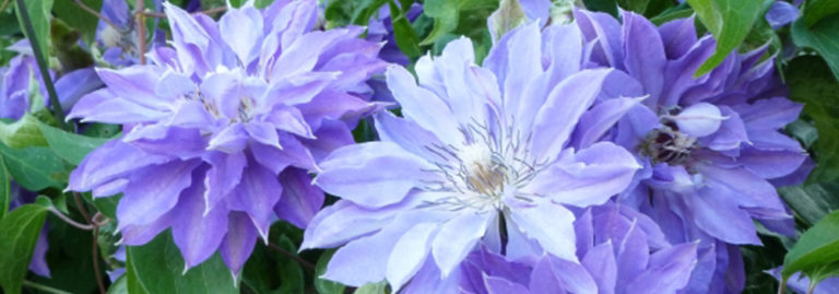 “嬉しいプレゼント”のつながり | カラーと煌めきで遊ぶSpark通販サイト：スパークシルバージュエリー