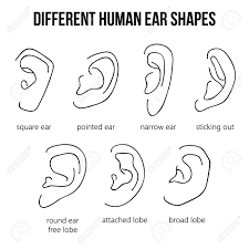 耳の形